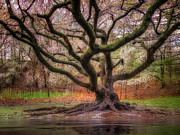 After Party Confetti Show Photograph by Susan Candelario