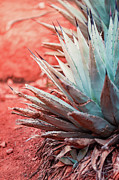 Agave Photograph by Shannon Williams