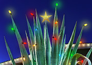 Agave Star Photograph by Kelley King