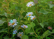 Alaska Daisy Acrylic Photograph by Douglas Wielfaert