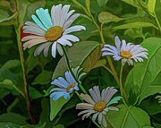 Alaska Daisy Photograph by Douglas Wielfaert