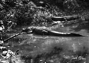 Alligators Photograph by David McKinney
