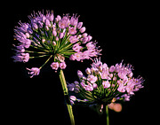 Allium Flowers Photograph by Robert Niemeier