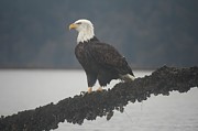 American Bald Eagle Photograph by Michael DeGrenier