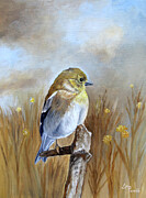 American Goldfinch In The Fall Light Painting by Angeles M Pomata
