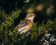 Yellow-Rumped Warbler Photograph by Rich Kovach