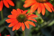 Close Up of an Orange Coneflower Photograph by Abigail Diane Photography
