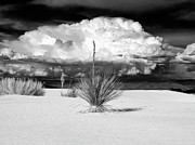 Another Odd Day in the Desert Photograph by Joe Schofield