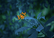 Aquarius of The Realm Photograph by Gian Smith