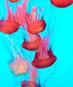 Aquatic Adventure Photograph by Juliette Becker