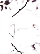 Around Dragonflies 10 Photograph by Jaroslav Buna