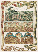 Art nouveau motifs and design elements by Anton Seder - Venomous snakes Drawing by Anton Seder