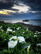 As the Cala Sleeps Photograph by Louis Raphael