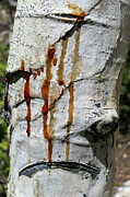 Aspen anger Photograph by Sunniye Buesing
