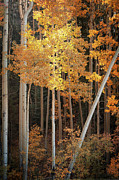 Aspen Glow Photograph by Mary Lee Dereske