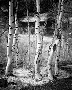 Aspen Grove Bathed in Invisible Light Photograph by Mike Lee