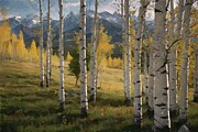 Aspen Grove Trees Digital Oil PaintingPainting Digital Art by Nature Oil Painting