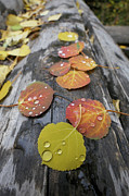Aspen raindrops Photograph by Sunniye Buesing