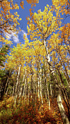 Aspens Ablaze Photograph by Richard DeYoung