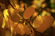 Aspens - The Language of Leaves Photograph by Dodie Ross