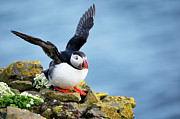 Atlantic Puffin 2 Photograph by Nicholas Blackwell