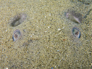 Atlantic Torpedo eyes Pastel by Brian Weber