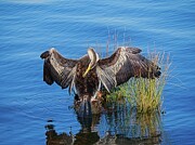 Australian pied cormorant, Canberra, Australia Photograph by Steven Ralser