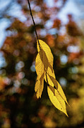 Autumn Abstract-1 Photograph by Charles Hite