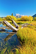 Autumn colours at Vermillion lakes, Banff national park, Alberta, Canada Photograph by Neale And Judith Clark