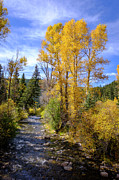 Autumn Day in New Mexico Blue Skies Golden Trees Photograph by Mary Lee Dereske