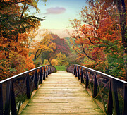 Autumn Encounter Photograph by Jessica Jenney