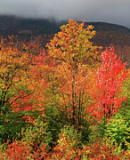 Autumn Leaves Oil Painting Painting by Dan Sproul