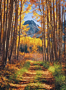 Autumn Tracks in Colorado Photograph by Kevin Schwalbe