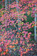 Autumn White Poplar Leaves Photograph by Charles Floyd