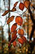 Autumn's Ember Photograph by Dodie Ross
