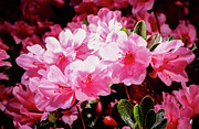 Azalea Bush Photograph by Steven Nelson