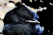 Baby bluejay Digital Art by Bruce Block