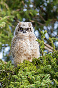 Baby Great Horned Owl Photograph by Linda Ryma