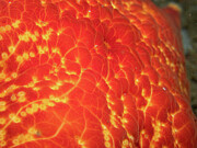 Badge star close-up Photograph by Brian Weber