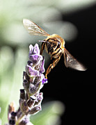 Balanced Photograph by Joe Schofield