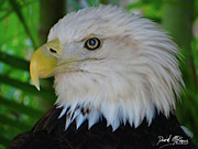 Bald Eagle 1 Photograph by David McKinney