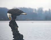 Bald Eagle enjoying his snack Photograph by Michael DeGrenier