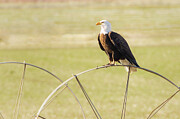 Bald Eagle on a Wheel Line - Lassen County California Photograph by Mike Lee