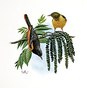 Baltimore Oriole Painting by Don Balke