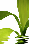 Bamboo plant Photograph by Severija Kirilovaite