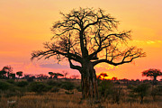 Baobab tree at sunset Photograph by Bruce Block