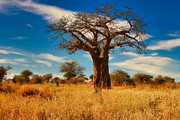 Baobab Tree in Tarangire National Park Photograph by Bruce Block