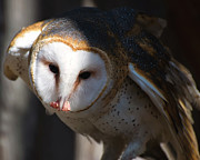 Barn Owl Eating 2 Photograph by Flees Photos