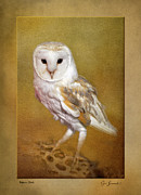 Barn Owl with border Photograph by Sue Leonard