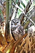 Barred Owl at Green Cay Wetlands Boynton Beach Florida Photograph by David McKinney